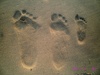 I will follow your footprints