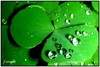 some drops of luck &lt;3