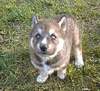 a baby wolf 