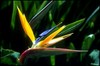 birds of paradise for you 