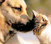 ♥ some owner and pet love ♥