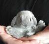 A bunny in the hand....