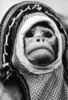 Ham, First Monkey in Space