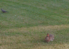 my yard bunny &amp; dove