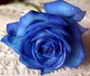 Blue Rose