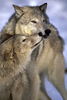 Wolf Kisses.