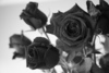 Ten Black Roses