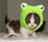 frog?cat?