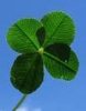 Four Leaf Clover