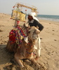 Majestic Camel Ride