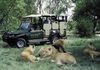 Safari Tour