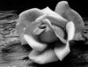 Darkened Rose