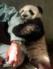 A Panda Hug