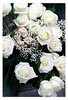 white*roses**