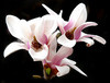 **tulip.magnolia **