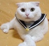 MAYOR SAILOR SUIT CAT