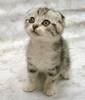 the cutest kitten eva !