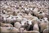 a herd of sheep