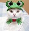 frog cat???