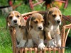 three puppies