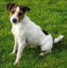 Cutesy Jack Russell Terrier