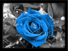 a blue rose &lt;3