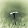 Wishing you a good day  ♥  