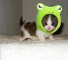 froggy cat