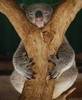 A koala hug