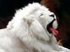 white lion for ur pets