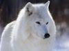 white wolf for ur pet