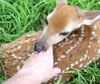 Petting for you