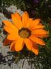 An orange Gazania daisy