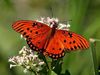 red butterfly