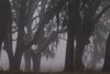 a walk through misty woods