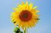 Morning Sunflower:)