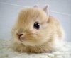 A cute bunny