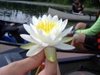 water lily