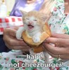 can i has cheezburger?