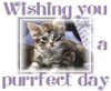 Kitty Puurfect Day