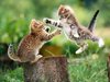 It's a catfight!