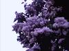 Beautiful Lilacs for you!
