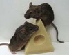 Some Mouse Cheese