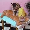 a massage