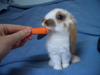 The evil carrot top killer!!