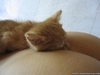 A Cat Nap