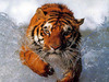 tiger in water