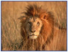 Male Lion