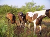 Texas Ranch Horses