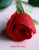 A RED ROSE